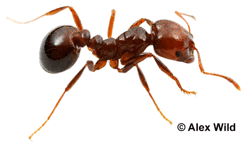 Ant