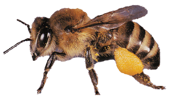 Bee