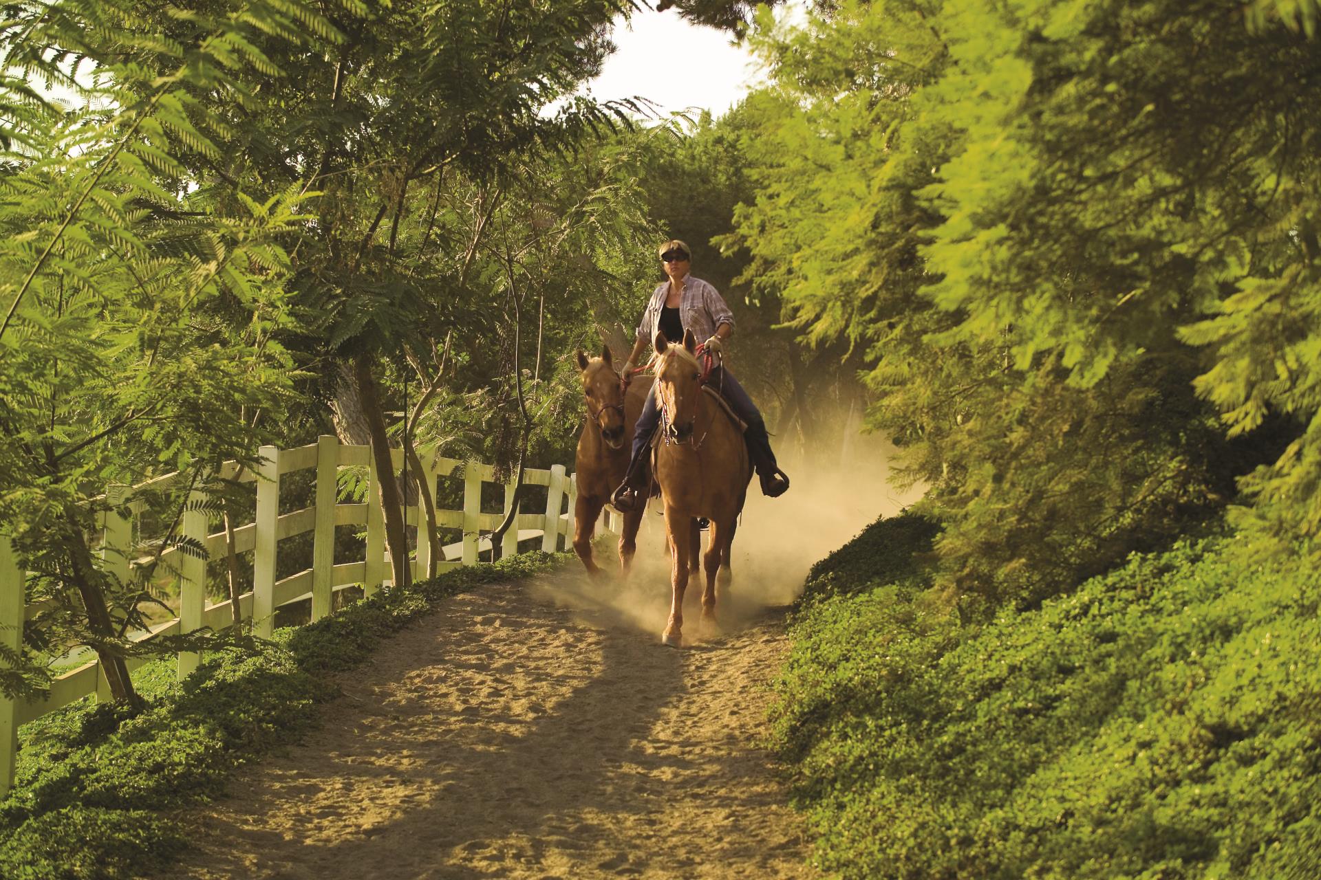 Trail and Horse